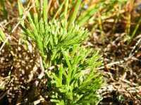 Lycopodium tristachyum 7, Kleine wolfsklauw, Saxifraga-Rutger Barendse