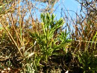 Lycopodium tristachyum 8, Kleine wolfsklauw, Saxifraga-Rutger Barendse