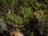 Lycopodium x oellgaardii