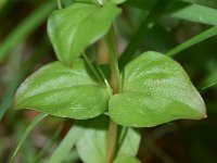 Lysimachia nemorum 33, Boswederik, Saxifraga-Sonja Bouwman  722. Boswederik - Lysimachia nemorum - Primulaceae familie (i)