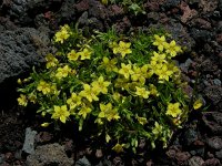 Lysimachia nemorum ssp azorica 20, Saxifraga-Ed Stikvoort