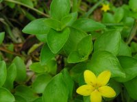 Lysimachia nemorum ssp azorica 22, Saxifraga-Ed Stikvoort