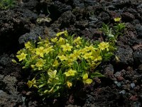 Lysimachia nemorum ssp azorica 30, Saxifraga-Ed Stikvoort