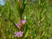 Lythrum hyssopifolia 11, Kleine kattenstaart, Saxifraga-Ed Stikvoort : Vila Real de Santo Antonio s9900