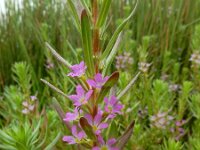 Lythrum hyssopifolia 12, Kleine kattenstaart, Saxifraga-Ed Stikvoort : Castro Marim s9900