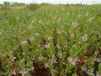 Lythrum hyssopifolia 13, Kleine kattenstaart, Saxifraga-Ed Stikvoort : Castro Marim s9900