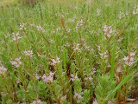 Lythrum hyssopifolia 14, Kleine kattenstaart, Saxifraga-Ed Stikvoort : Castro Marim s9900
