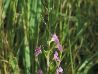 Lythrum hyssopifolia 15, Kleine kattenstaart, Saxifraga-Jan van der Straaten