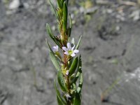 Lythrum hyssopifolia 4, Kleine kattenstaart, Saxifraga-Rutger Barendse