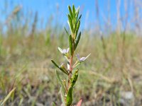 Lythrum hyssopifolia 6, Kleine kattenstaart, Saxifraga-Rutger Barendse