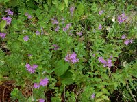 Lythrum junceum 10, Kruipkattenstaart, Saxifraga-Ed Stikvoort : Bochal en Planos op Zakynthos s9900
