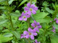 Lythrum junceum 11, Kruipkattenstaart, Saxifraga-Ed Stikvoort : Bochal en Planos op Zakynthos s9900