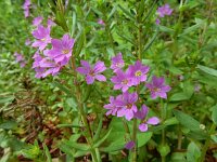 Lythrum junceum 12, Kruipkattenstaart, Saxifraga-Ed Stikvoort : Bochal en Planos op Zakynthos s9900