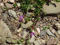 Lythrum junceum 13, Kruipkattenstaart, Saxifraga-Hans Grotenhuis