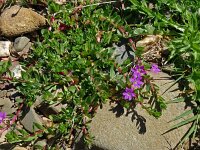 Lythrum junceum 14, Kruipkattenstaart, Saxifraga-Hans Grotenhuis