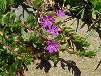 Lythrum junceum 15, Kruipkattenstaart, Saxifraga-Hans Grotenhuis