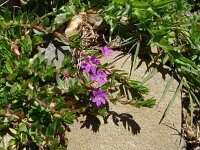Lythrum junceum 16, Kruipkattenstaart, Saxifraga-Hans Grotenhuis