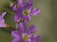 Lythrum junceum 2, Kruipkattenstaart, Saxifraga-Jan van der Straaten