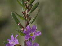 Lythrum junceum 3, Kruipkattenstaart, Saxifraga-Jan van der Straaten
