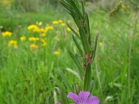 Lythrum junceum 4, Kruipkattenstaart, Saxifraga-Rutger Barendse