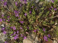 Lythrum junceum 5, Kruipkattenstaart, Saxifraga-Willem van Kruijsbergen