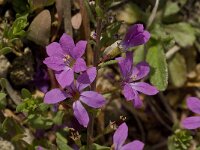 Lythrum junceum 6, Kruipkattenstaart, Saxifraga-Willem van Kruijsbergen