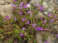 Lythrum junceum 7, Kruipkattenstaart, Saxifraga-Jan van der Straaten