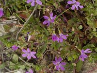 Lythrum junceum 8, Kruipkattenstaart, Saxifraga-Jan van der Straaten