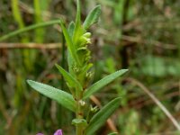 Lythrum junceum 9, Kruipkattenstaart, Saxifraga-Ed Stikvoort