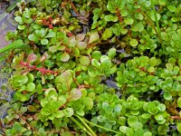 Lythrum portula 38, Waterpostelein, Saxifraga-Hans Grotenhuis