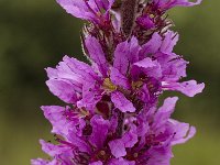 Lythrum salicaria, Purple Loosestrife