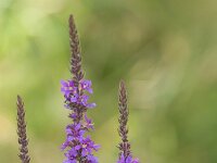 Lythrum salicaria 47, Grote kattenstaart, Saxifraga-Jan Nijendijk
