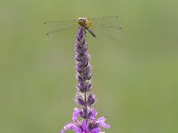 Lythrum salicaria 48, Grote kattenstaart, Saxifraga-Jan Nijendijk