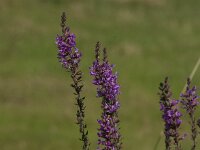 Lythrum salicaria 492, Grote kattenstaart, Saxifraga-Jan van der Straaten