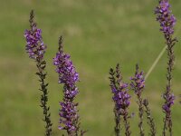 Lythrum salicaria 50, Grote kattenstaart, Saxifraga-Jan van der Straaten