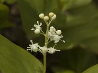 Maianthemum bifolium, May-lily