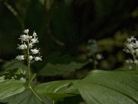 Maianthemum bifolium 10, Dalkruid, Saxifraga-Jan van der Straaten