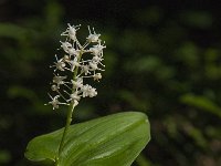 Maianthemum bifolium 11, Dalkruid, Saxifraga-Jan van der Straaten