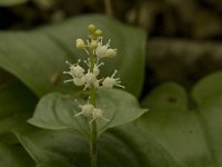 Maianthemum bifolium 15, Dalkruid, Saxifraga-Jan van der Straaten