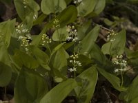 Maianthemum bifolium 2, Dalkruid, Saxifraga-Jan van der Straaten