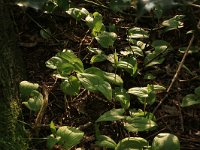 Maianthemum bifolium 26, Dalkruid, Saxifraga-Hans Boll