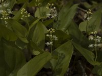 Maianthemum bifolium 3, Dalkruid, Saxifraga-Jan van der Straaten
