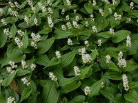Maianthemum bifolium 37, Dalkruid, Saxifraga-Ed Stikvoort