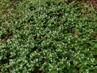 Maianthemum bifolium 40, Dalkruid, Saxifraga-Ed Stikvoort