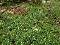Maianthemum bifolium 41, Dalkruid, Saxifraga-Ed Stikvoort