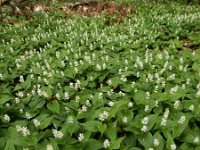 Maianthemum bifolium 44, Dalkruid, Saxifraga-Ed Stikvoort