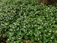 Maianthemum bifolium 45, Dalkruid, Saxifraga-Ed Stikvoort