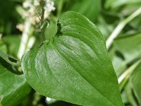 Maianthemum bifolium 49, Dalkruid, Saxifraga-Sonja Bouwman