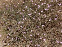 Malcolmia littorea 36, Saxifraga-Ed Stikvoort