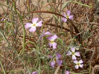 Malcolmia littorea 37, Saxifraga-Ed Stikvoort